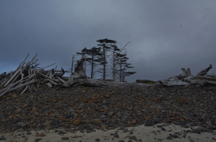 driftwood on Cape Meares Beach